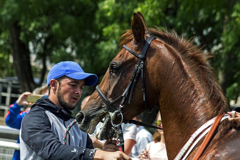 Horse trainer