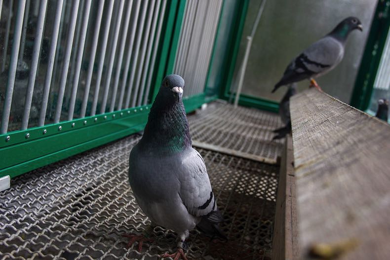 Pigeon racing