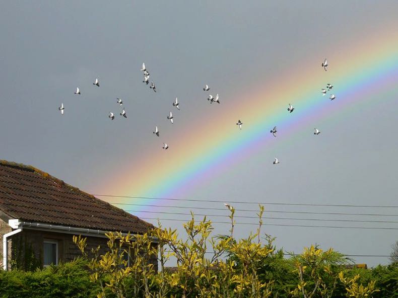 Pigeons racing through the sky